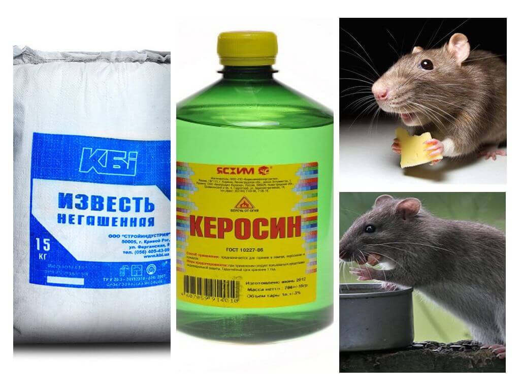 Bagaimana untuk menghilangkan tikus dan tikus dalam remedi 